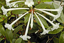 Rhododendron majus