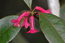 Rhododendron malayanum