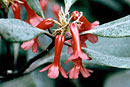 Rhododendron malayanum