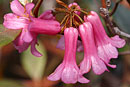 Rhododendron malayanum