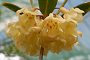 Rhododendron maxwellii