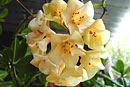 Rhododendron maxwellii