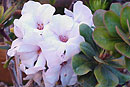 Rhododendron meijeri