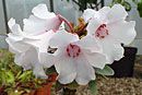 Rhododendron meijeri