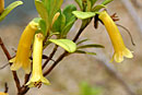 Rhododendron meliphagidum