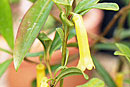 Rhododendron meliphagidum