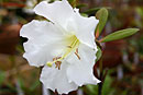 Rhododendron mendumiae