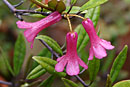 Rhododendron micromalayanum