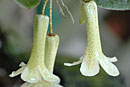 Rhododendron micromalayanum