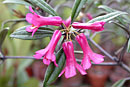 Rhododendron micromalayanum