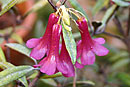 Rhododendron micromalayanum