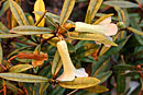 Rhododendron micromalayanum