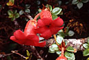 Rhododendron microphyllum