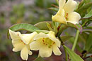 Rhododendron multicolor