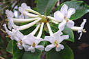 Rhododendron multinervium