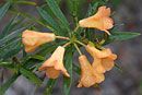 Rhododendron nervulosum