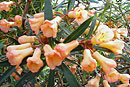 Rhododendron nervulosum