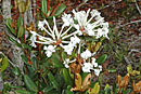 Rhododendron niveoflorum