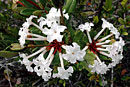 Rhododendron niveoflorum