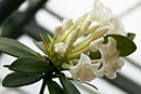 Rhododendron niveoflorum