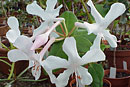 Rhododendron orbiculatum