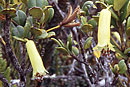 Rhododendron oreites