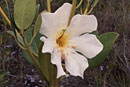 Rhododendron pachystigma