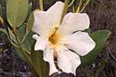 Rhododendron pachystigma