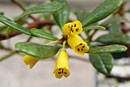 Rhododendron perakense