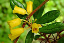 Rhododendron perakense