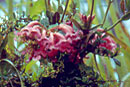 Rhododendron phaeochitum