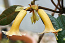 Rhododendron phaeochitum