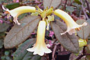 Rhododendron phaeochitum