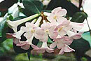 Rhododendron pleianthum