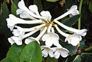 Rhododendron pleianthum