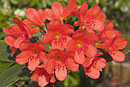 Rhododendron polyanthemum