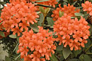 Rhododendron polyanthemum