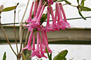 Rhododendron praetervisum