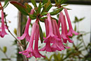 Rhododendron praetervisum