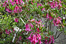 Rhododendron praetervisum