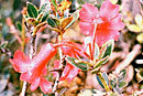 Rhododendron pseudobuxifolium