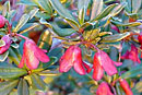 Rhododendron pubigermen