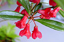 Rhododendron pubigermen