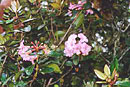 Rhododendron pudorinum