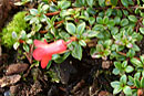 Rhododendron pusillum