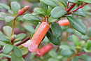 Rhododendron quadrasianum var. davaoense