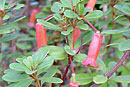 Rhododendron quadrasianum var. malindangense