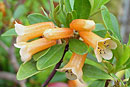 Rhododendron quadrasianum