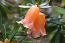 Rhododendron quadrasianum var. rosmarinifolium