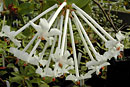 Rhododendron radians